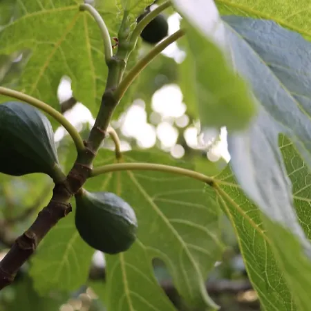 Σπίτι διακοπών Quinta Do Carvalheiro Sobral de Monte Agraço